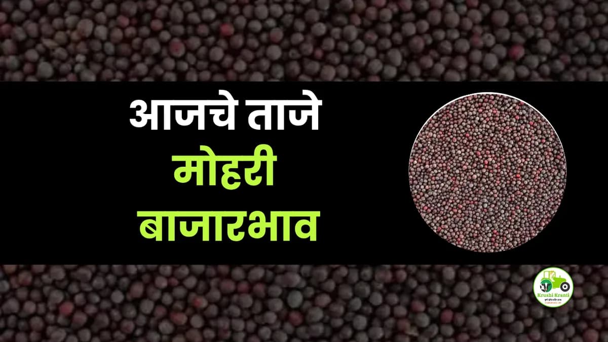 आजचे मोहरी बाजारभाव