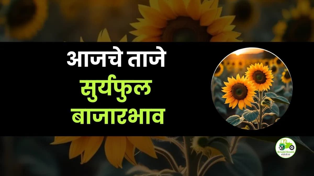 आजचे सुर्यफुल बाजारभाव