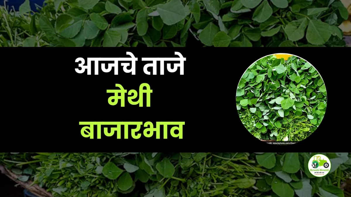 आजचे मेथी बाजारभाव
