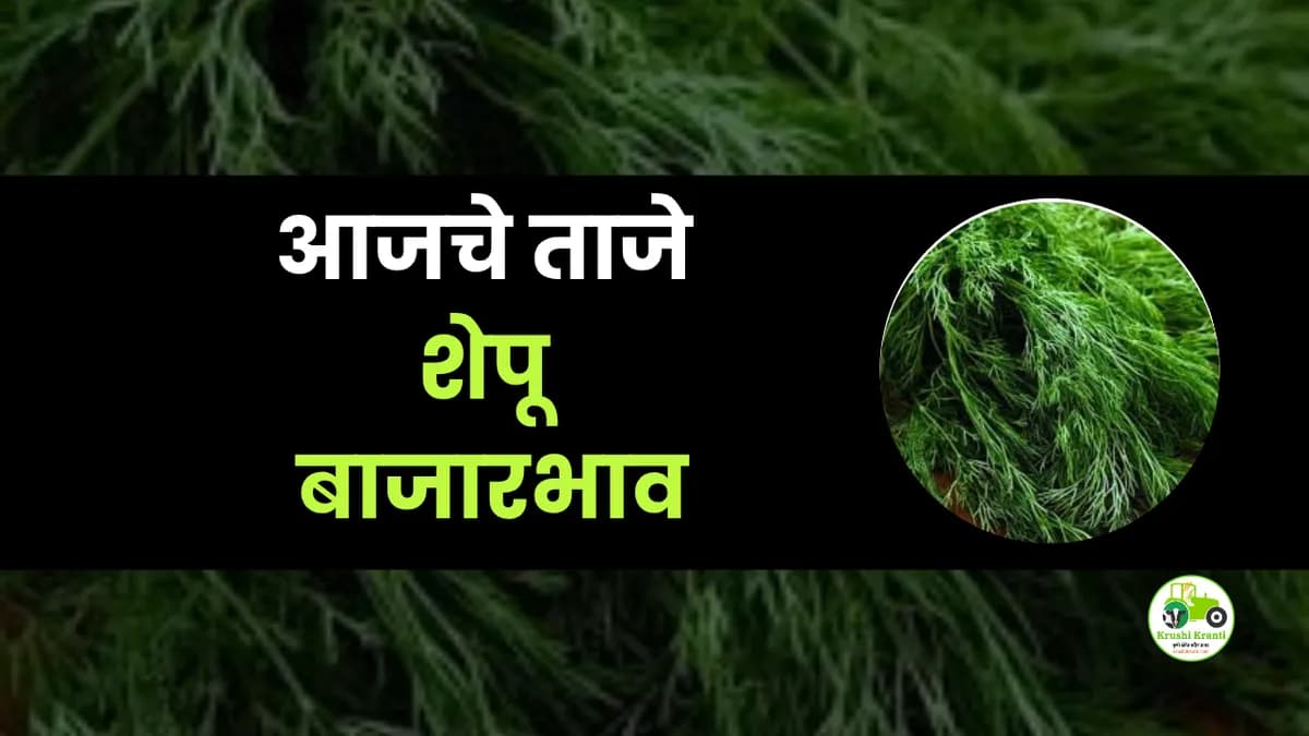 आजचे शेपू बाजारभाव