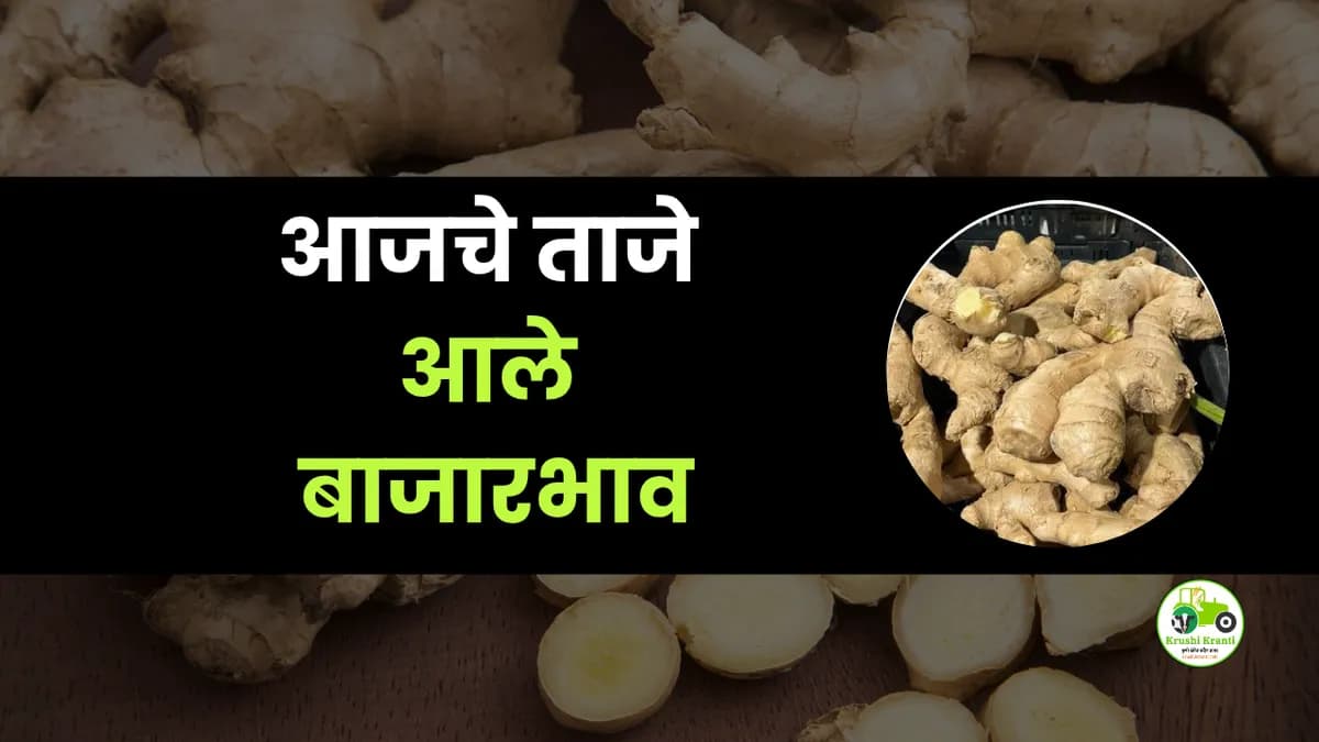 आजचे आले बाजारभाव