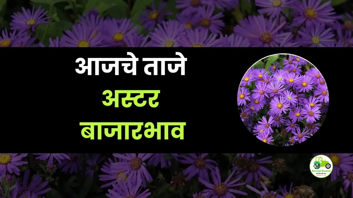 आजचे अस्टर बाजारभाव
