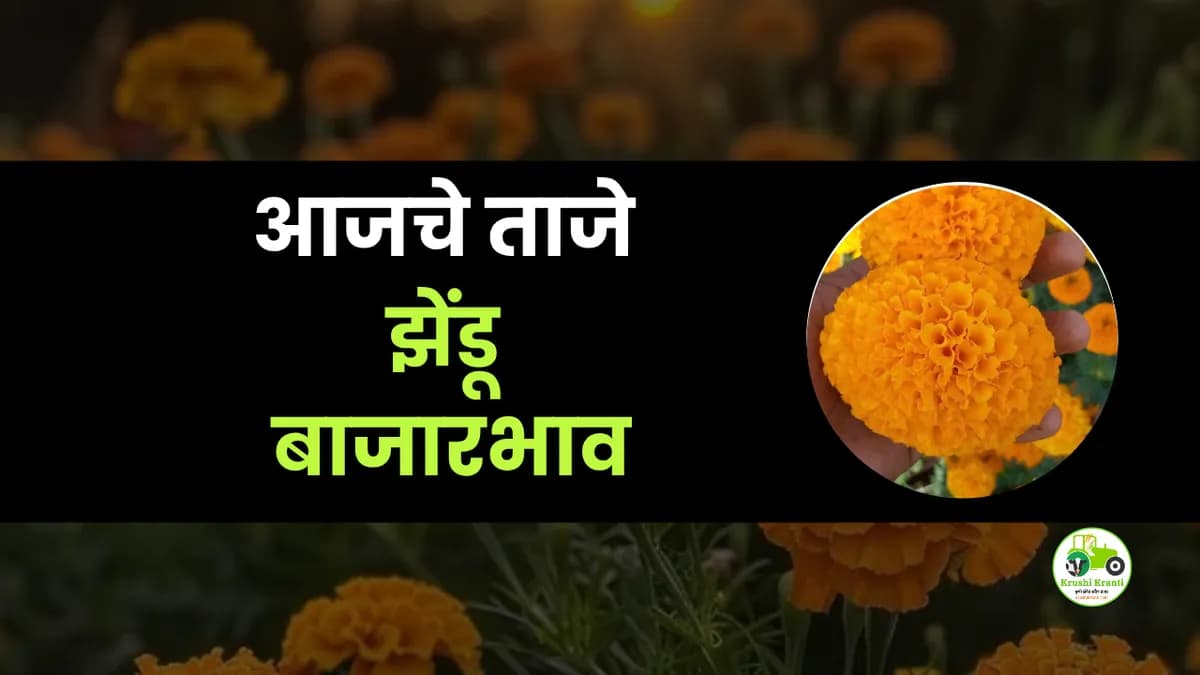 आजचे झेंडू बाजारभाव