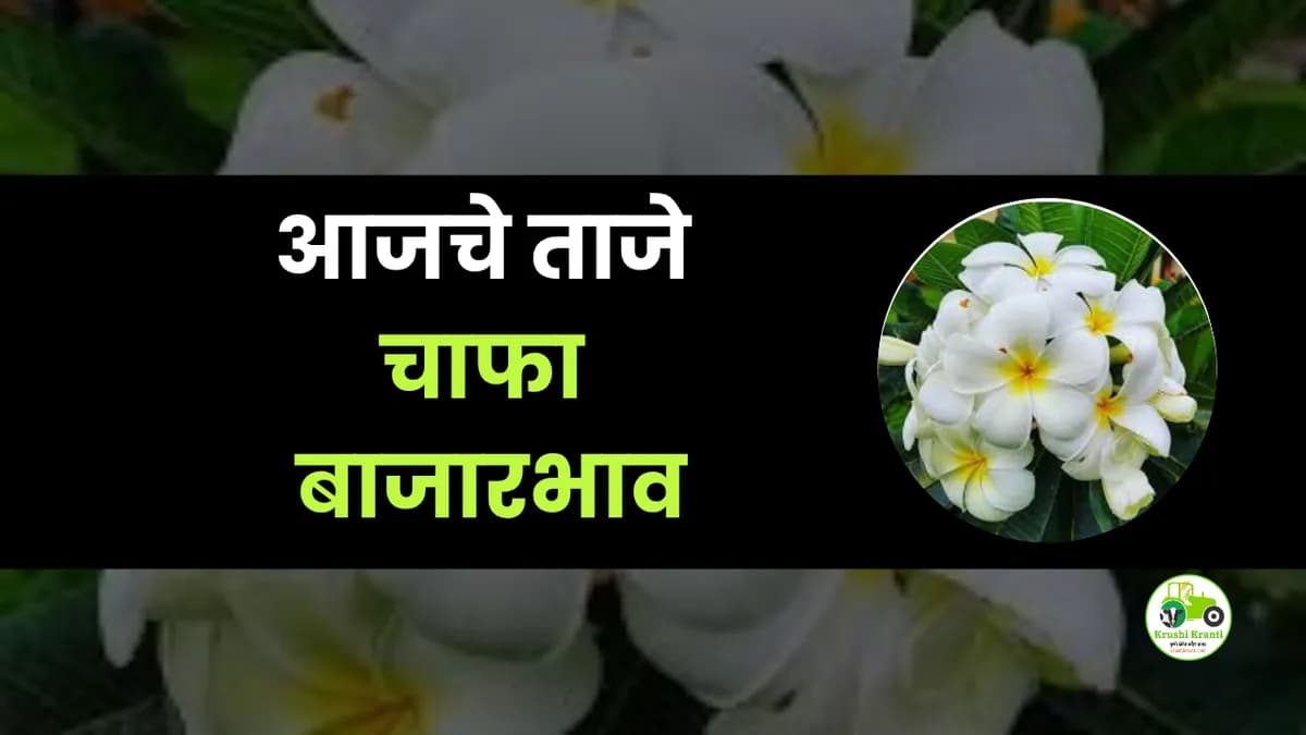 आजचे चाफा बाजारभाव
