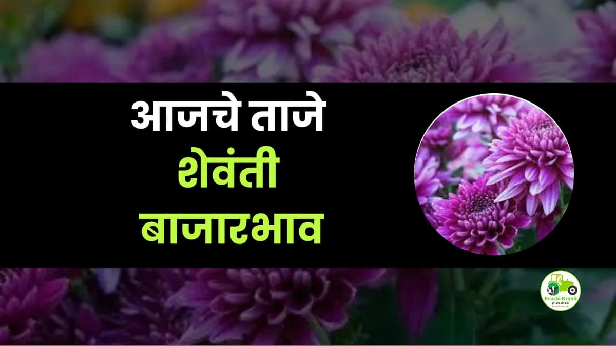 आजचे शेवंती बाजारभाव