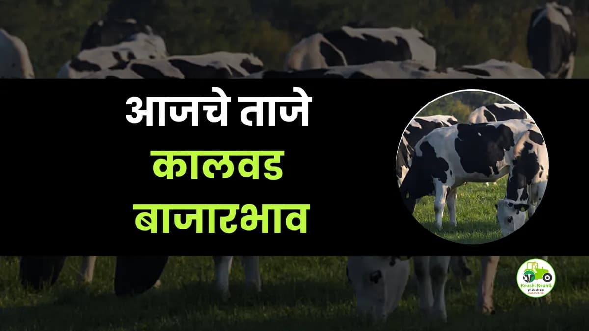 आजचे कालवड बाजारभाव