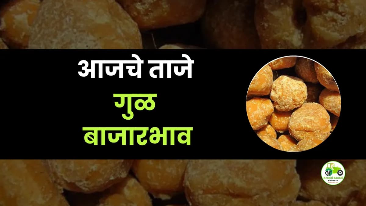 आजचे गुळ बाजारभाव