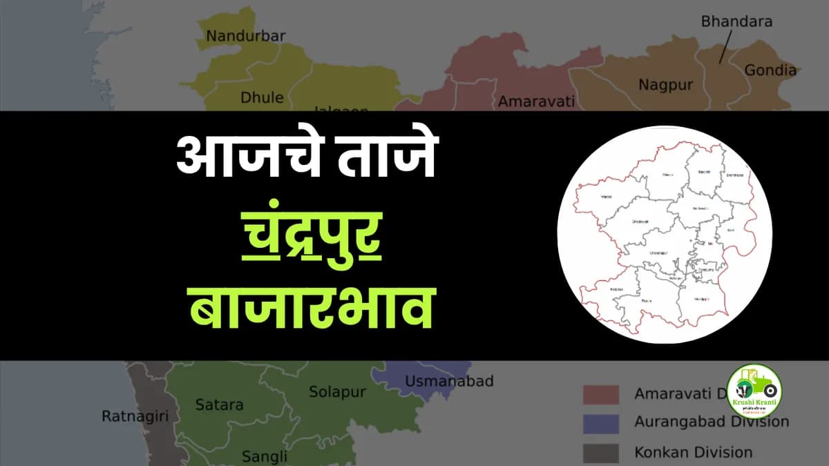 आजचे चंद्रपुर बाजारभाव