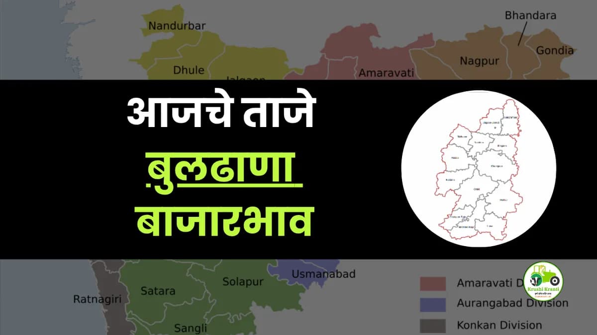 आजचे बुलढाणा बाजारभाव
