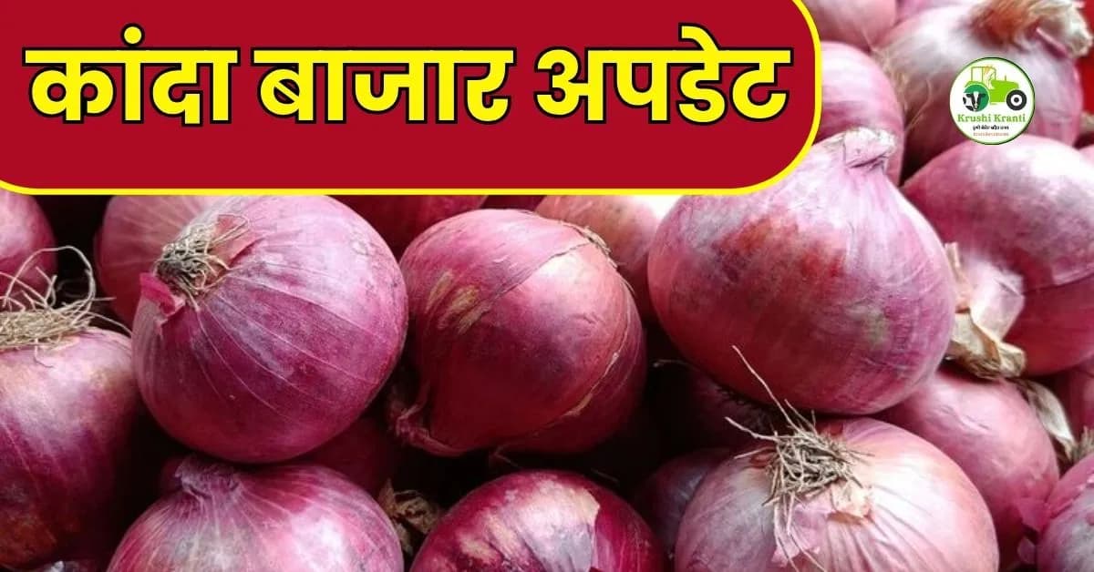कांदा बाजारभाव अपडेट:पहा सविस्तर अहवाल