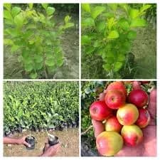 ६ महिन्यात येणारे कश्मिरी अँपल बोर रोपे उपलब्ध