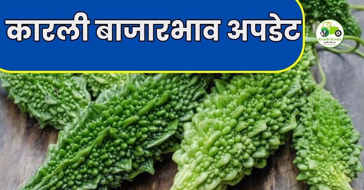 कारली बाजारभाव अपडेट: उन्हाळ्यात मागणी वाढली!