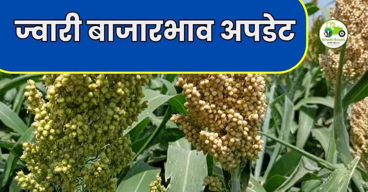 ज्वारी बाजारभाव अपडेट:पहा आजचे दर