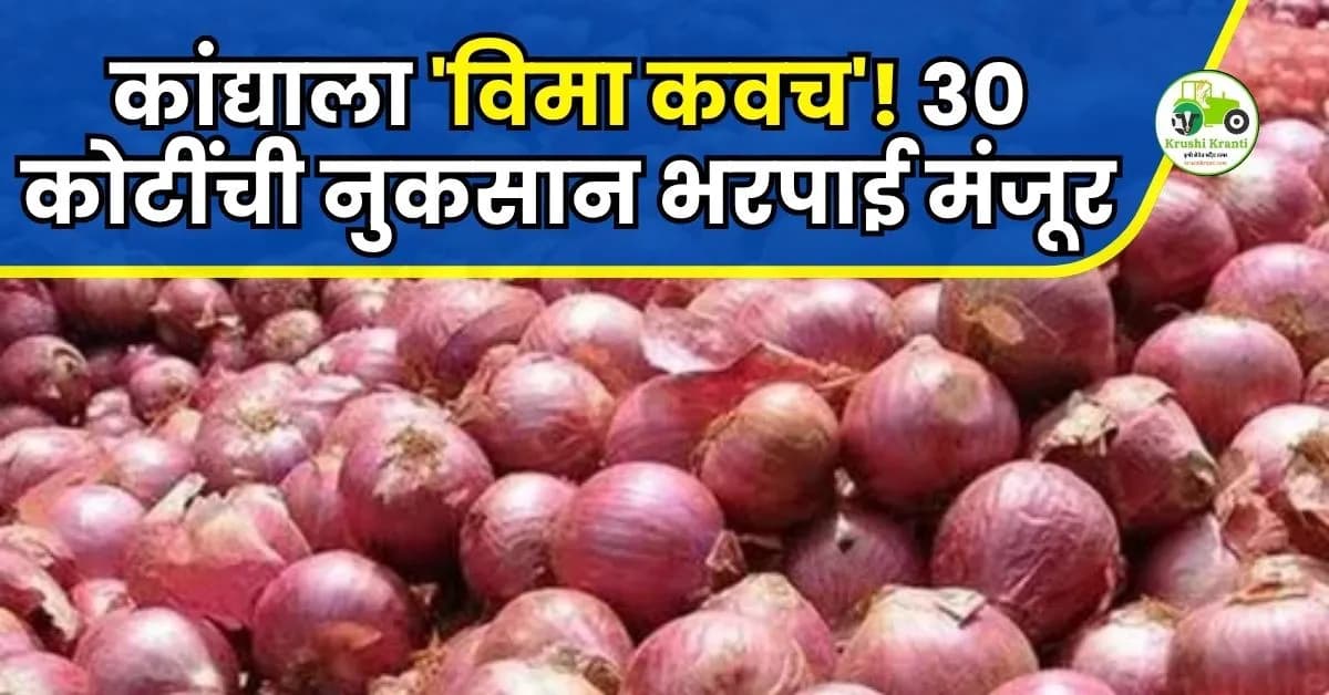 कांद्याला 'विमा कवच'! ३० कोटींची नुकसानभरपाई मंजूर; मात्र सोयाबीन उत्पादकांच्या पदरी निराशा