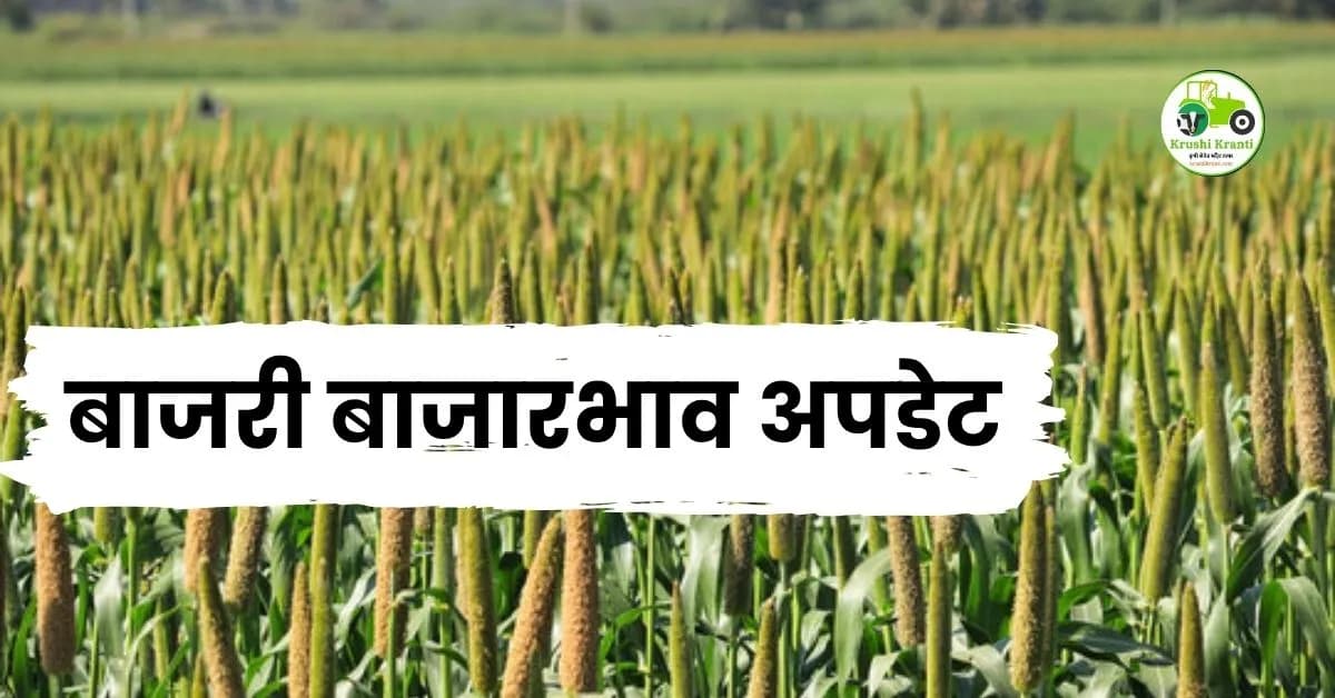 बाजरी बाजारभाव अपडेट