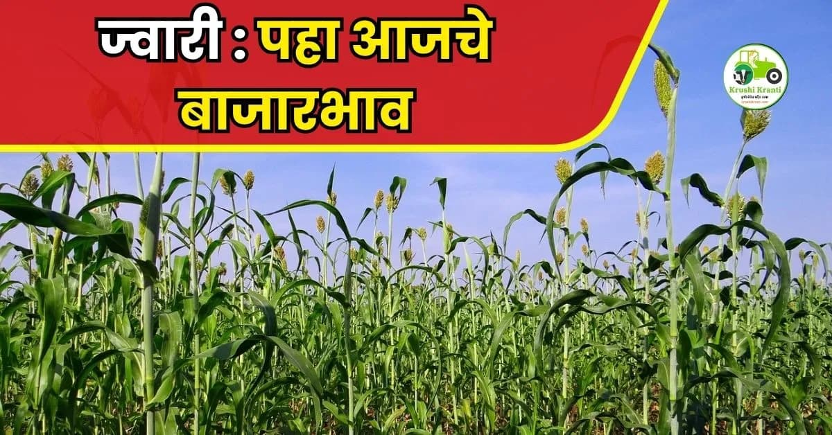 ज्वारी बाजारभाव अपडेट ; पहा आजचे सविस्तर दर!