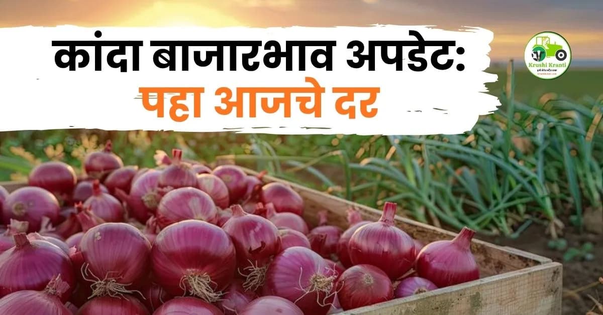 कांदा बाजारभाव अपडेट: पिंपळगाव बसवंतमध्ये उच्चांकी दर; नाशिक पट्ट्यात उन्हाळी कांद्याची मोठी आवक, पहा आजचे दर!