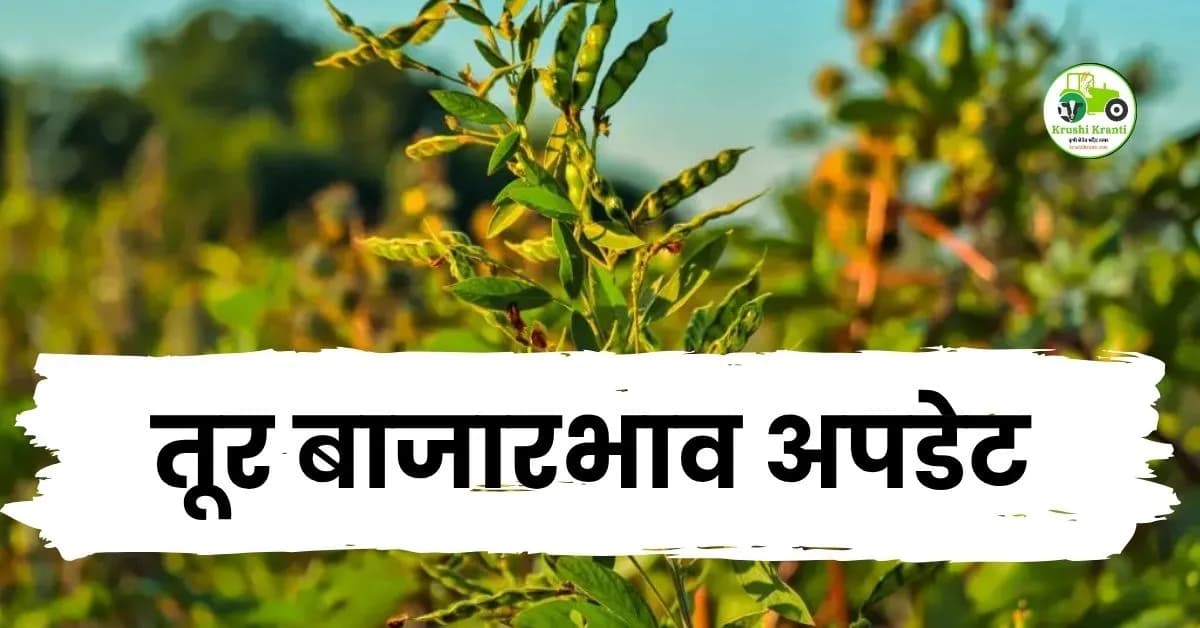 तूर बाजारभाव अपडेट: नागपूर आणि अकोल्यात मोठी आवक; ८ हजारांच्या उंबरठ्यावर तूर, पहा आजचे दर!