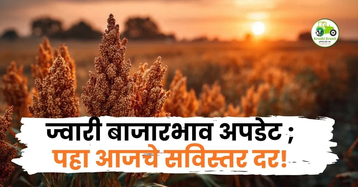 ज्वारी बाजारभाव अपडेट: पुण्यात 'मालदांडी'चा दर ६,५०० वर, तर मुंबईत लोकलला मोठी मागणी; पहा आजचे सविस्तर दर!