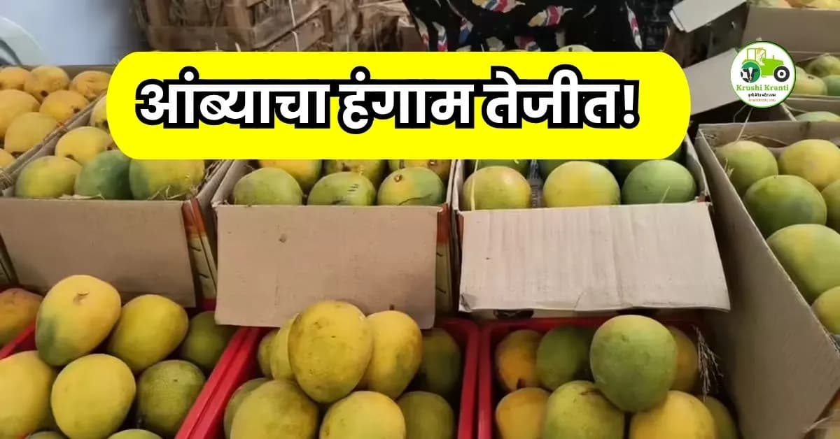 आंब्याचा हंगाम तेजीत! हापूस ४० हजारांवर, तर तोतापुरीलाही मागणी; पहा आजचे सर्व बाजारभाव