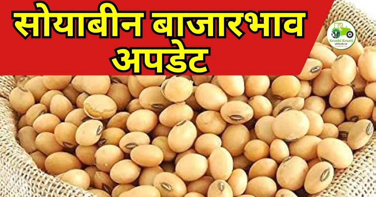 सोयाबीन बाजारभाव अपडेट: अकोल्यात ६ हजारांचा टप्पा पार; जाणून घ्या आजचे सविस्तर दर!