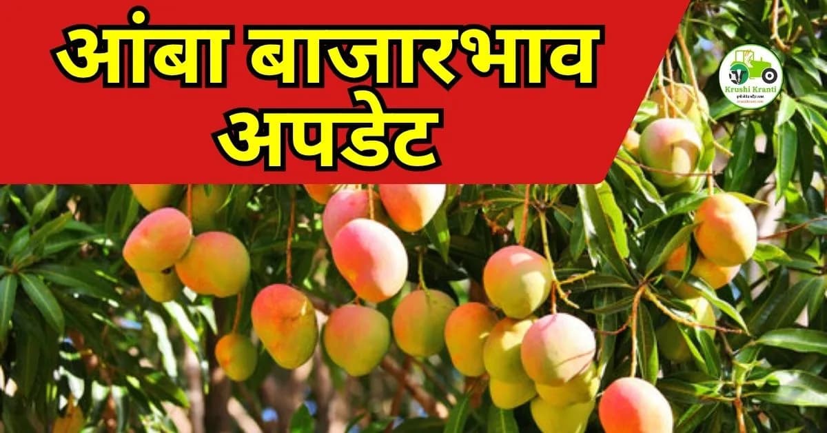 आंबा बाजारभाव अपडेट