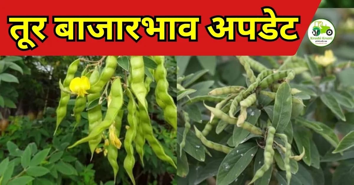 तूर बाजारभाव अपडेट
