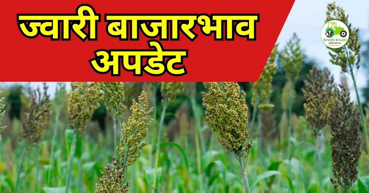 ज्वारी बाजारभाव अपडेट