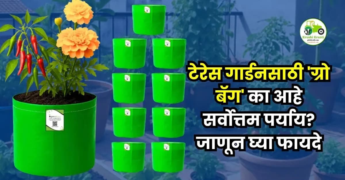 टेरेस गार्डनसाठी 'ग्रो बॅग' का आहे सर्वोत्तम पर्याय? जाणून घ्या फायदे
