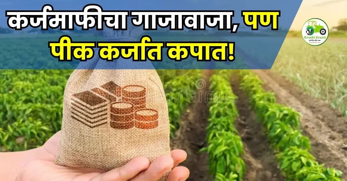 कर्जमाफीचा गाजावाजा, पण पीक कर्जात कपात!