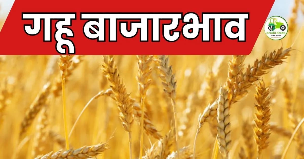 गहू बाजारभाव विश्लेषण