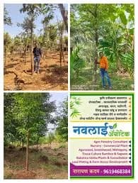 अगारवुड (उद) आणि रक्तचंदन लागवड – कमी जागेत जास्त कमाई!