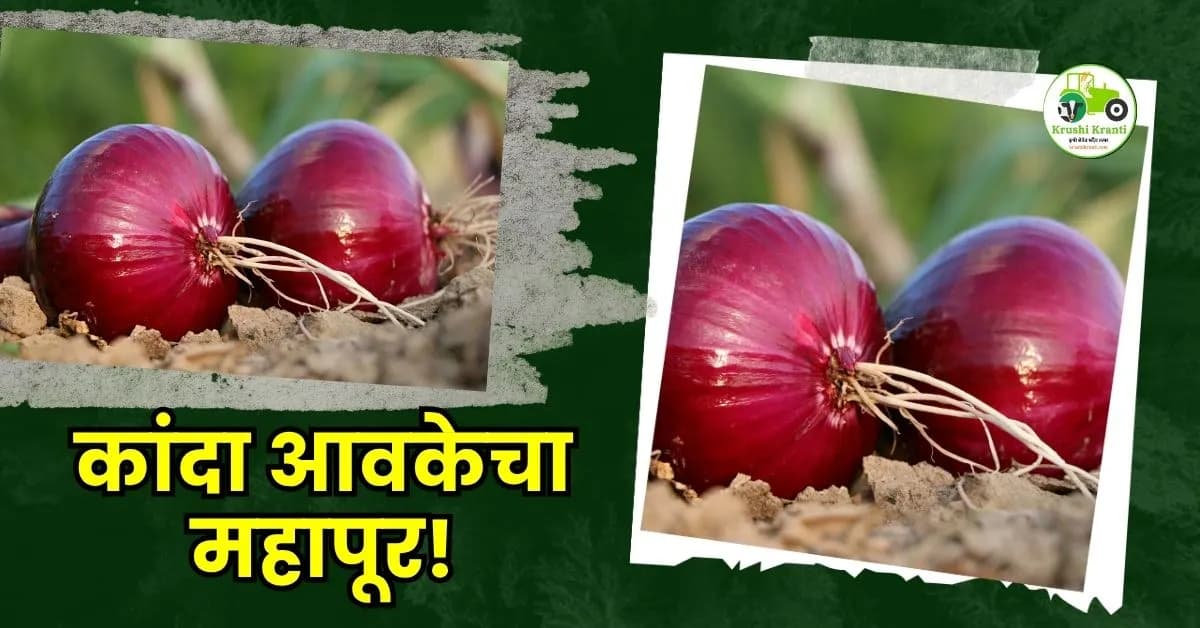 कांदा आवकेचा महापूर!