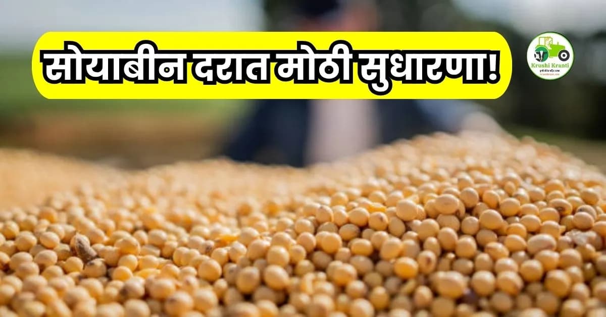 सोयाबीन दरात मोठी सुधारणा! पहा आजचे दर