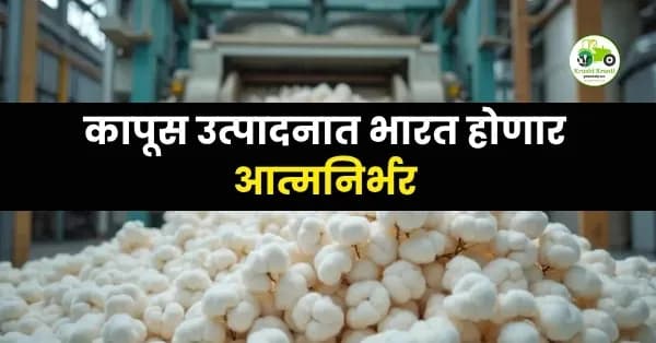 मिशन फॉर कॉटन प्रॉडक्टिव्हिटी: कापूस उत्पादनात भारत होणार आत्मनिर्भर; ३२ लाख शेतकऱ्यांना मिळणार बळ!