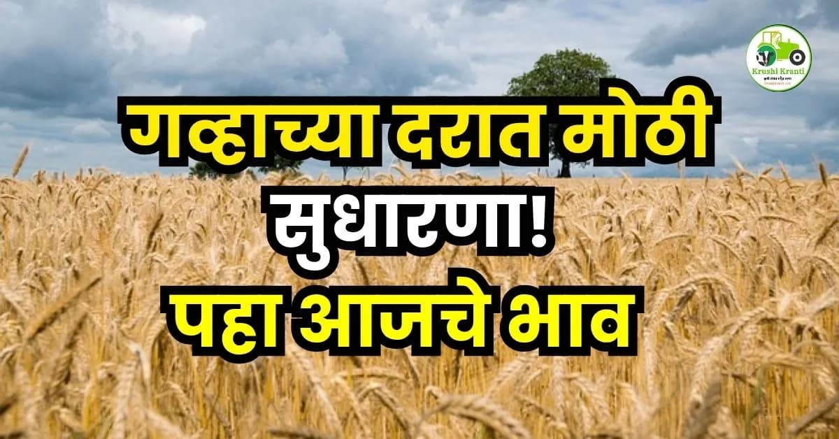महाराष्ट्रात गहू बाजारभावात मोठी वाढ: पुण्यात शरबती गव्हाला ६००० रुपयांचा दर, वाचा सविस्तर अहवाल
