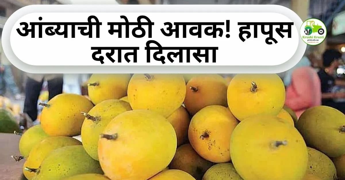 हापूसच्या दरात मोठी घसरण की तेजी? पहा आजचे ताजे बाजारभाव