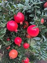 डाळिंब विकणे आहे