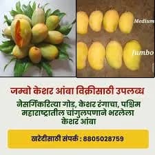जम्बो केशर आंबा विक्रीस उपलब्ध