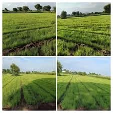 यलोरा रंगाच्या कांद्याचे रोप विक्रीस उपलब्ध!