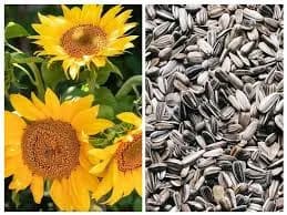 उच्च प्रतीचे सूर्यफूल बियाणे विक्रीसाठी उपलब्ध