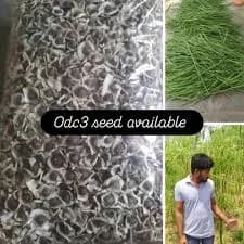 ODC 3 शेवगा बियाणे