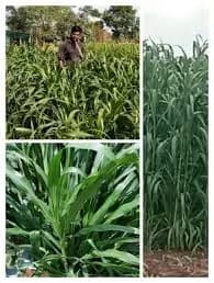 मॅक्सिम बाजरा नंबर १ चारा बियाणे उपलब्ध