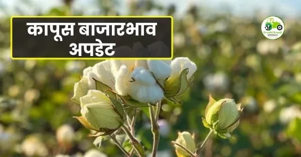 कापूस बाजारभाव अपडेट