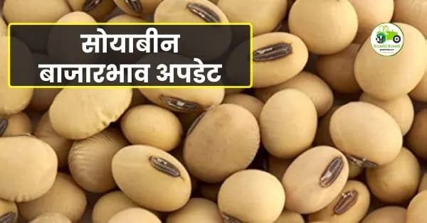 सोयाबीन बाजारभाव अपडेट