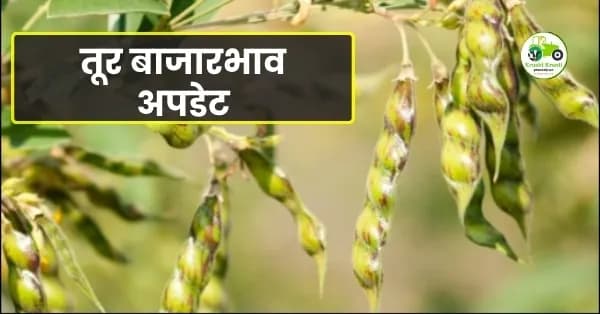 तूर बाजारभाव अपडेट
