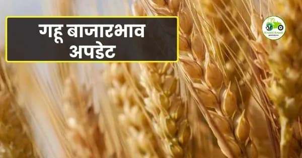गहू बाजारभाव अपडेट