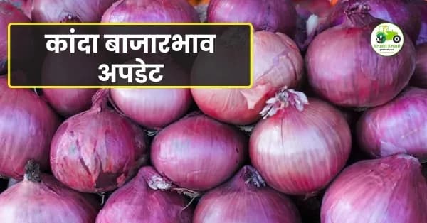 कांदा बाजारभाव अपडेट