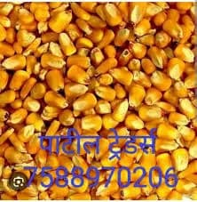 मका व सोयाबीन खरेदी सुरु!