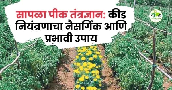 सापळा पीक तंत्रज्ञान: कीड नियंत्रणाचा नैसर्गिक आणि प्रभावी उपाय; खर्च कमी, उत्पादन जास्त!
